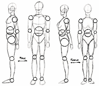 Schema corps feminin et masculin